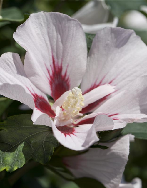 Hibiscus syriacus 'Hamabo'