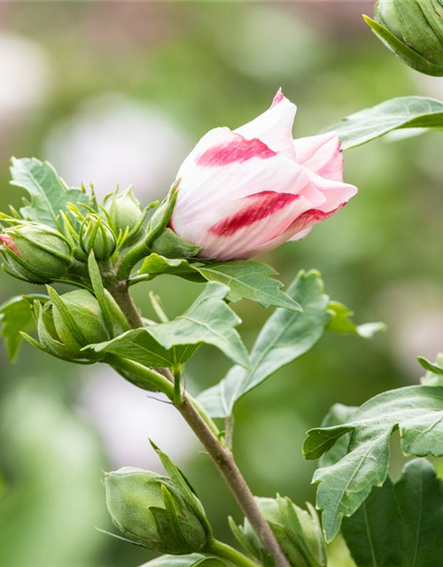 Hibiscus syriacus 'Hamabo'