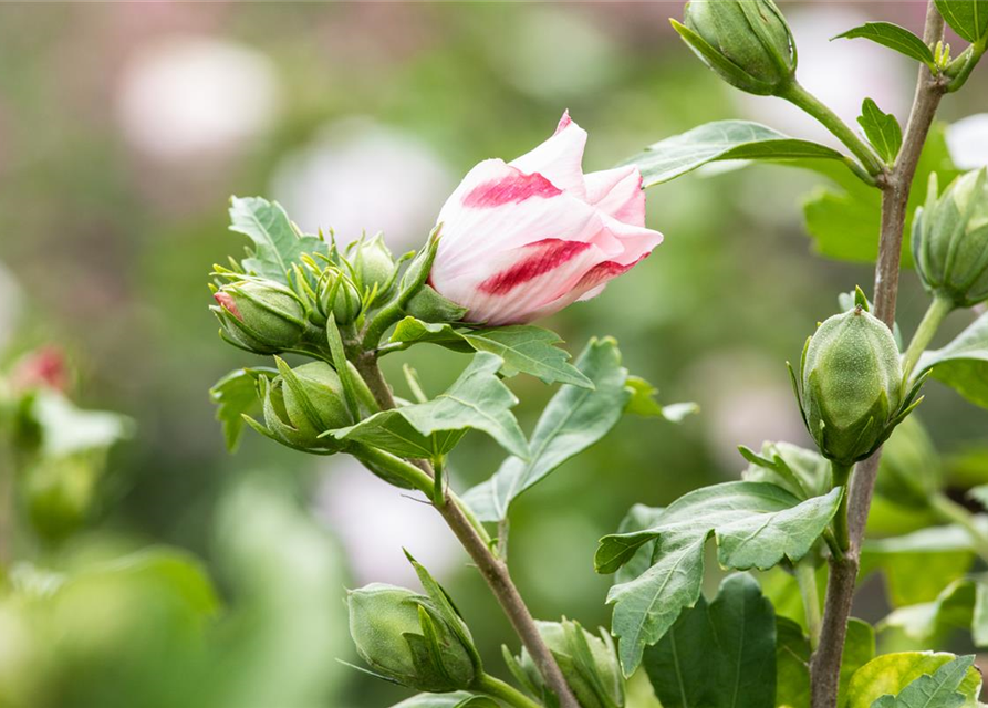 Hibiscus syriacus 'Hamabo'