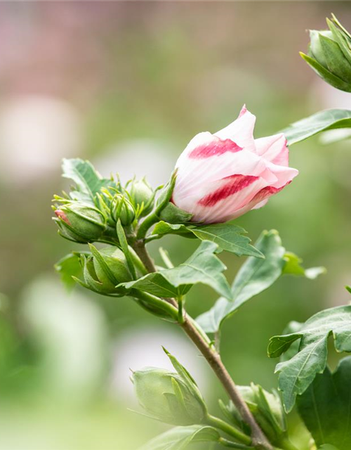 Hibiscus syriacus 'Hamabo'