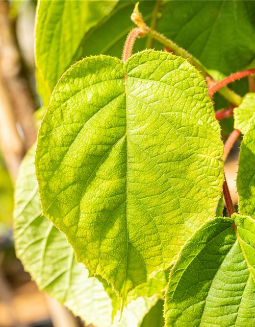 Actinidia chinensis 'Solo'