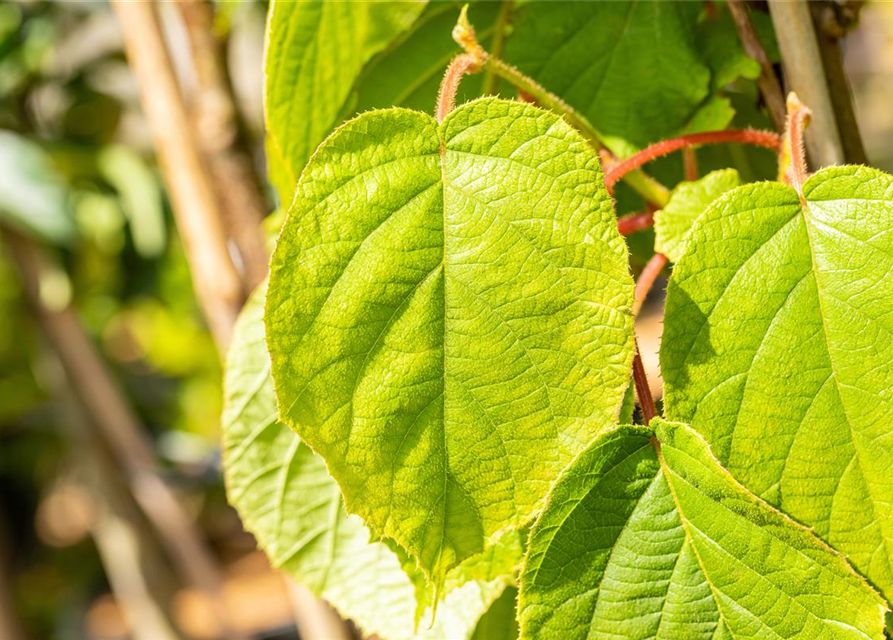 Actinidia chinensis 'Solo'