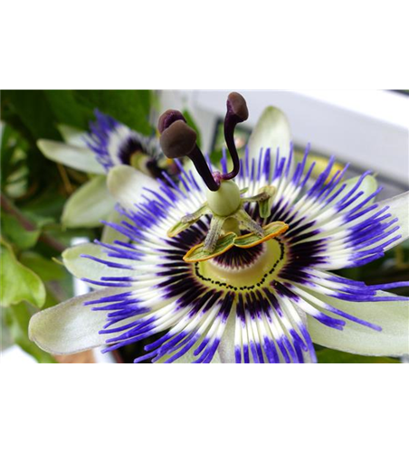 Passiflora caerulea 'Purple Haze'