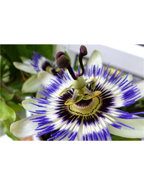 Passiflora caerulea 'Purple Haze'