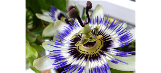 Passiflora caerulea 'Purple Haze'