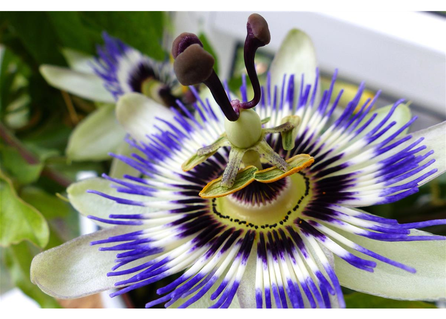 Passiflora caerulea 'Purple Haze'