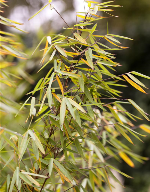 Fargesia nitida 'Jiuzhaigou 1'