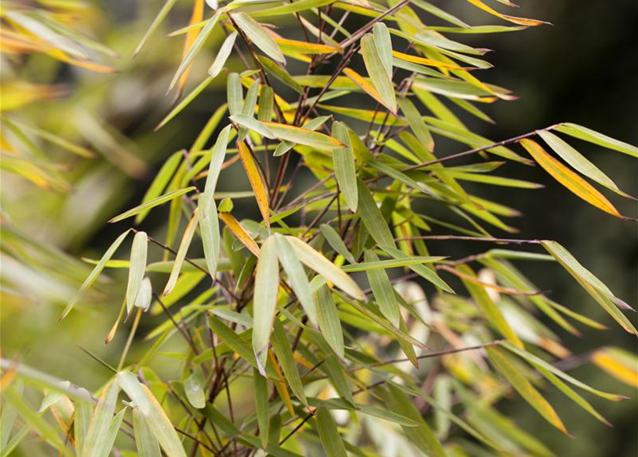 Fargesia nitida 'Jiuzhaigou 1'