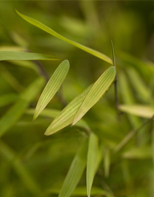 Fargesia nitida 'Jiuzhaigou 1'