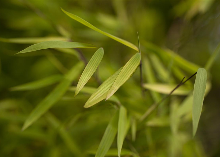 Fargesia nitida 'Jiuzhaigou 1'