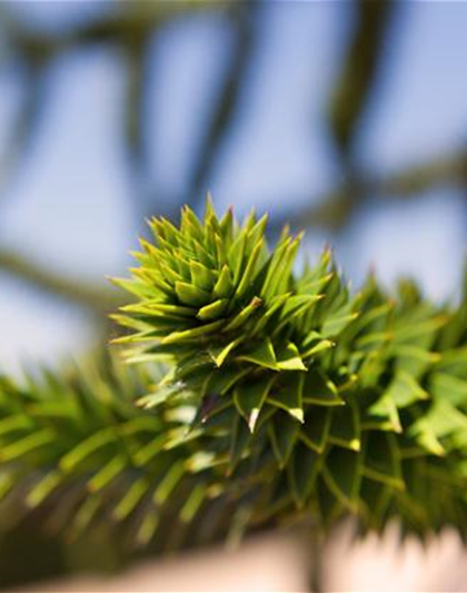 Araucaria araucana