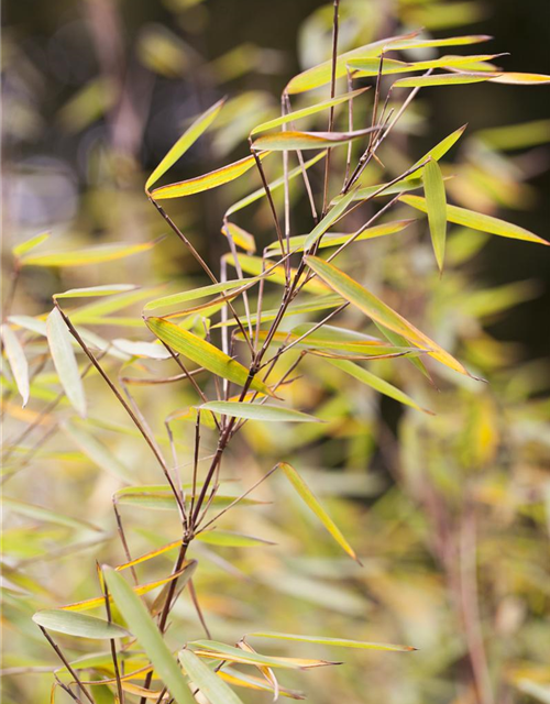 Fargesia nitida 'Jiuzhaigou 1'