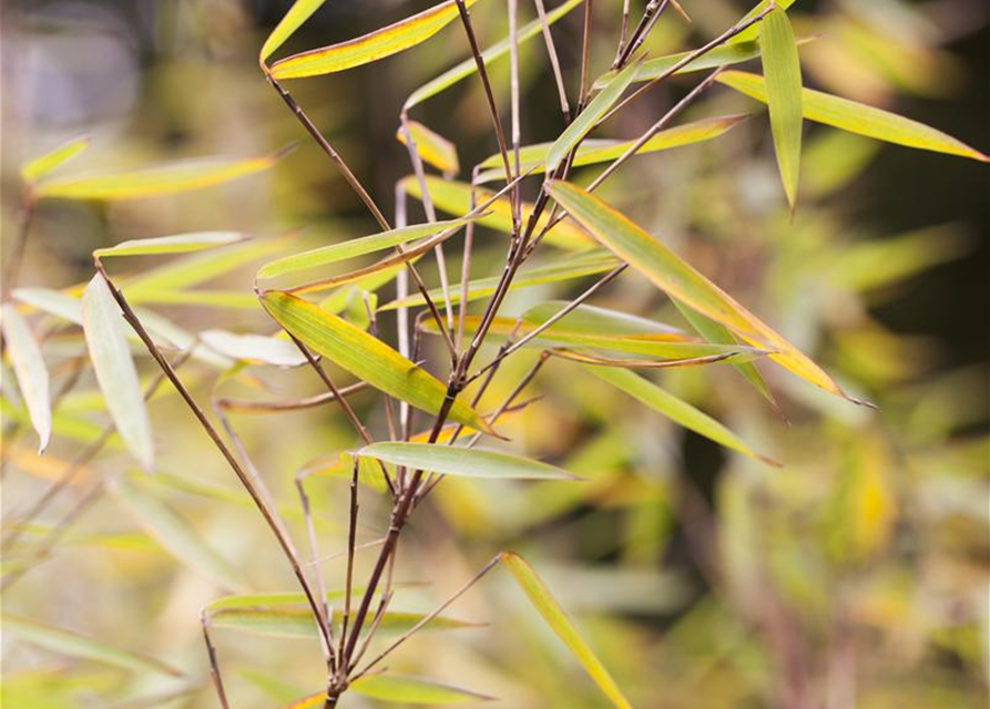 Fargesia nitida 'Jiuzhaigou 1'