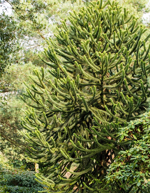 Araucaria araucana