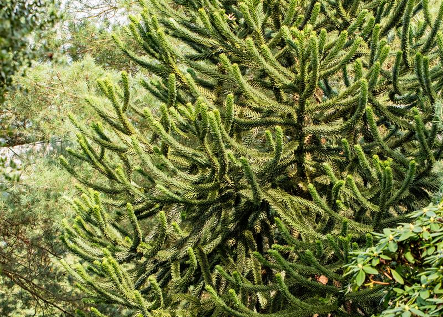 Araucaria araucana