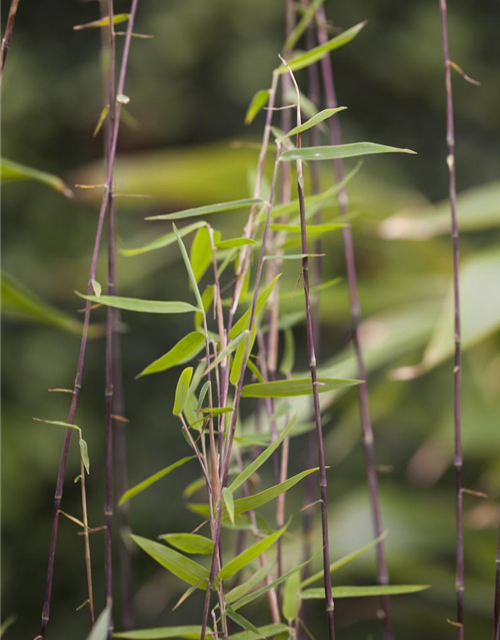 Fargesia nitida 'Jiuzhaigou 1'