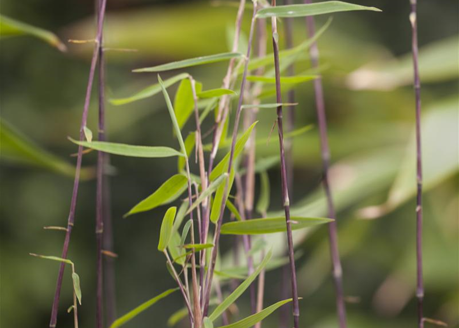 Fargesia nitida 'Jiuzhaigou 1'