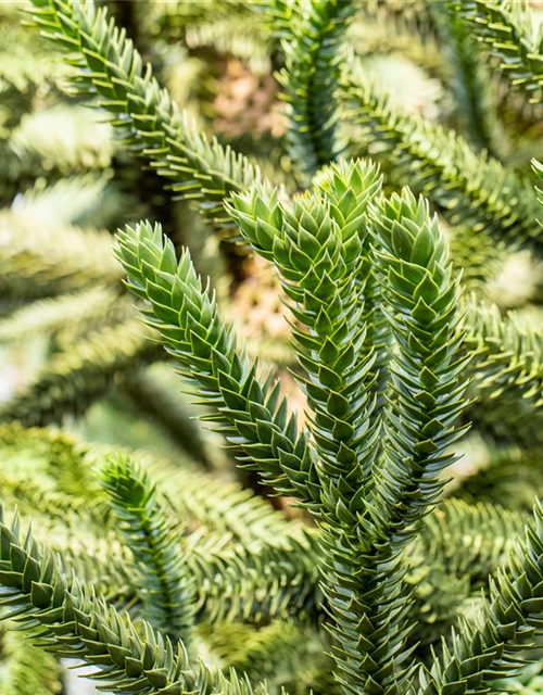 Araucaria araucana