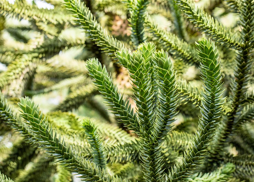 Araucaria araucana