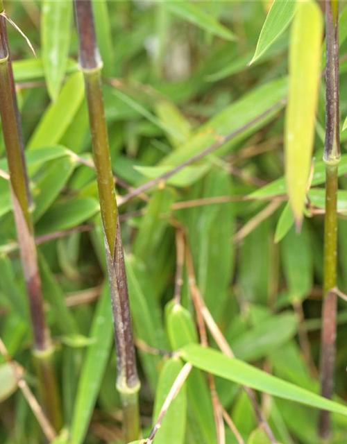 Fargesia nitida 'Jiuzhaigou 1'