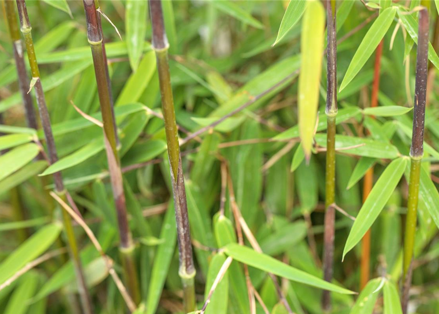 Fargesia nitida 'Jiuzhaigou 1'