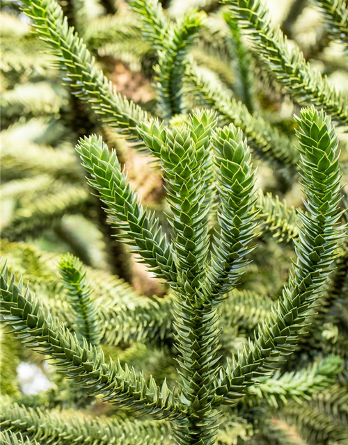 Araucaria araucana