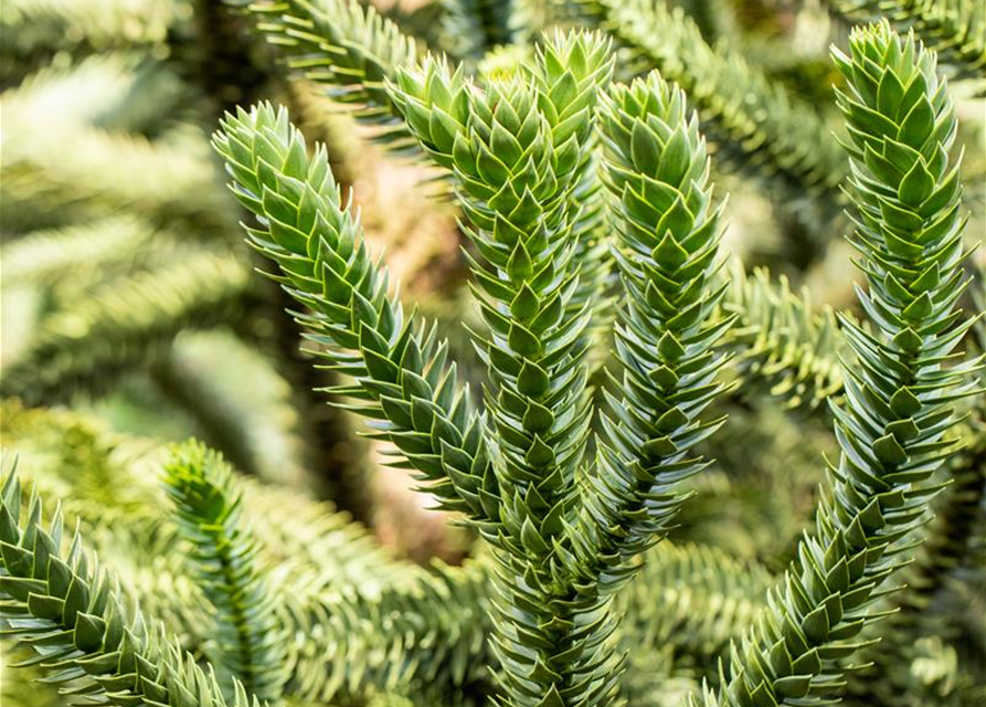 Araucaria araucana