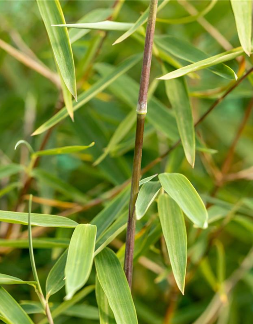 Fargesia nitida 'Jiuzhaigou 1'