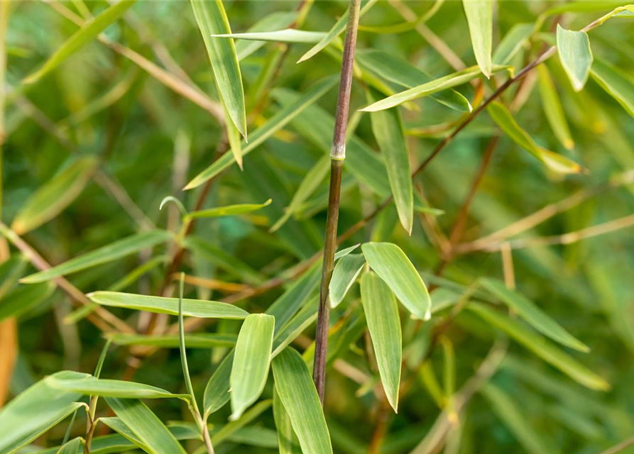 Fargesia nitida 'Jiuzhaigou 1'