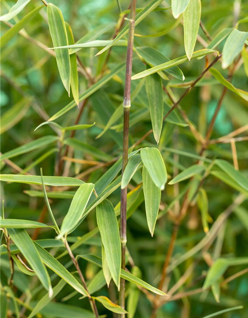 Fargesia nitida 'Jiuzhaigou 1'