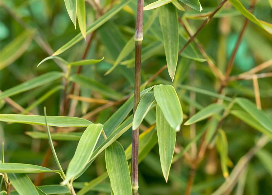 Fargesia nitida 'Jiuzhaigou 1'