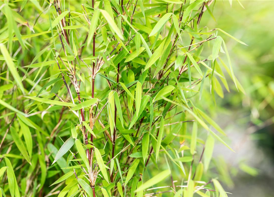 Fargesia nitida 'Jiuzhaigou 1'