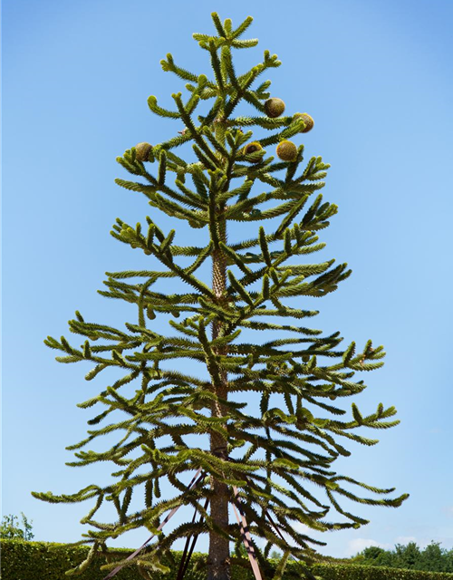 Araucaria araucana