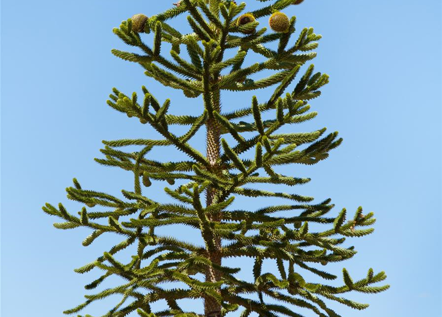 Araucaria araucana