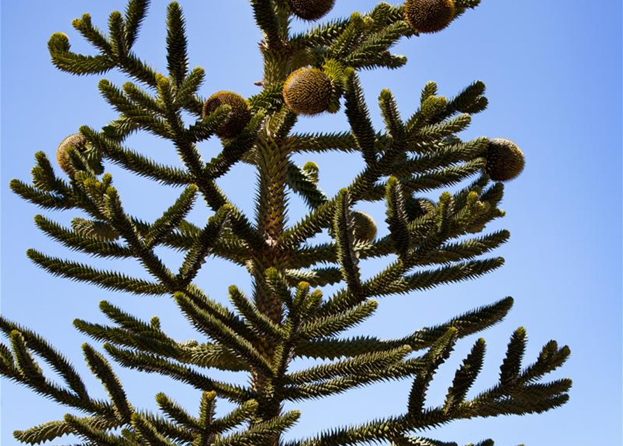 Araucaria araucana