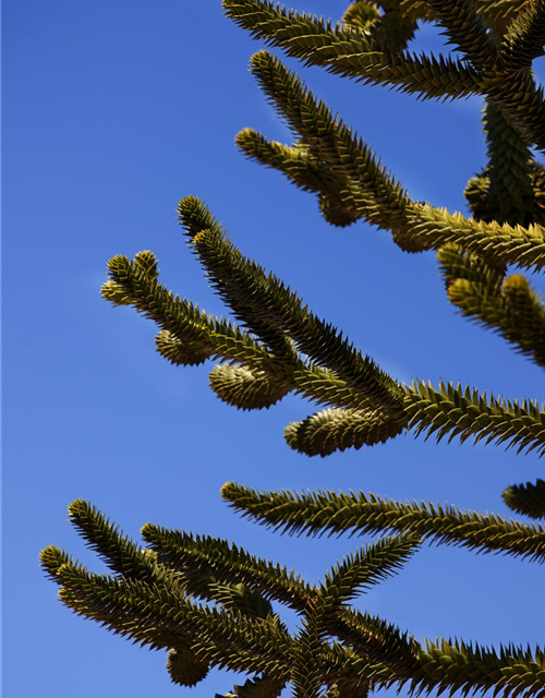 Araucaria araucana