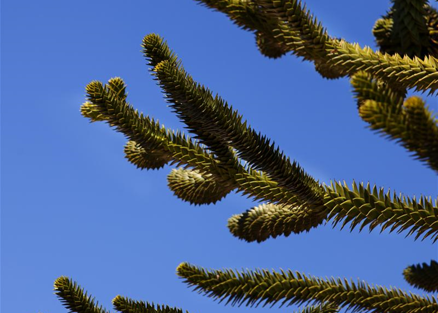 Araucaria araucana