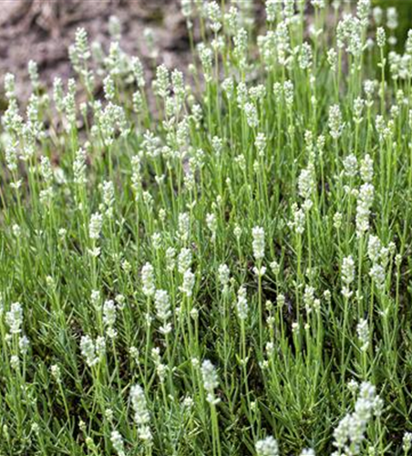 Lavandula angustifolia 'Arctic Snow'