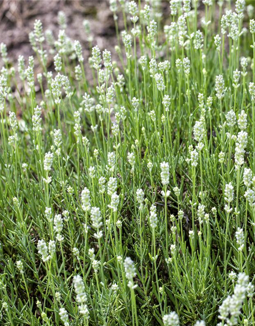 Lavandula angustifolia 'Arctic Snow'