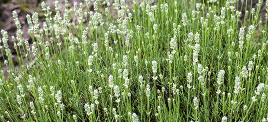 Lavandula angustifolia 'Arctic Snow'