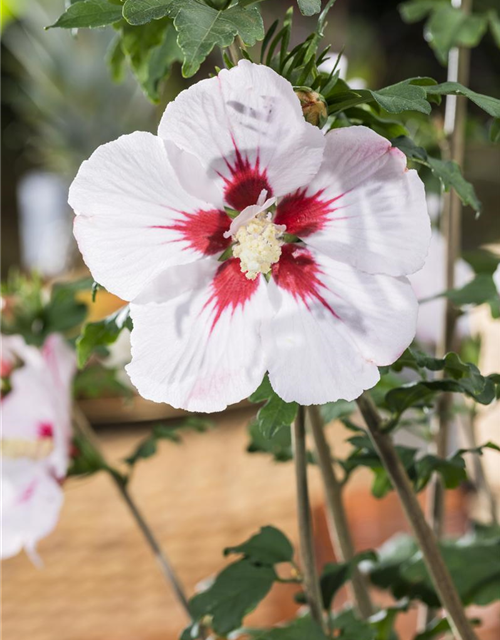 Hibiscus syriacus 'Helene'