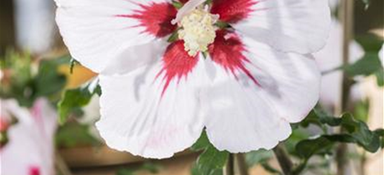 Hibiscus syriacus 'Helene'