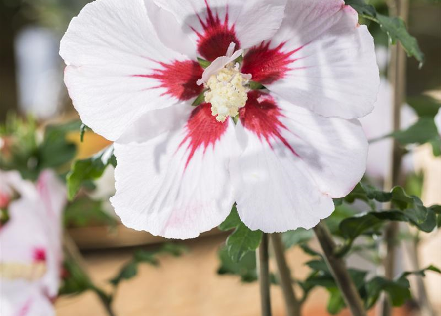 Hibiscus syriacus 'Helene'