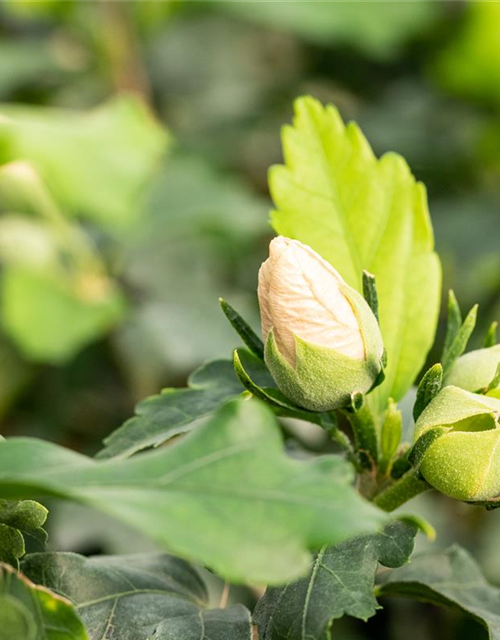 Hibiscus syriacus 'Helene'