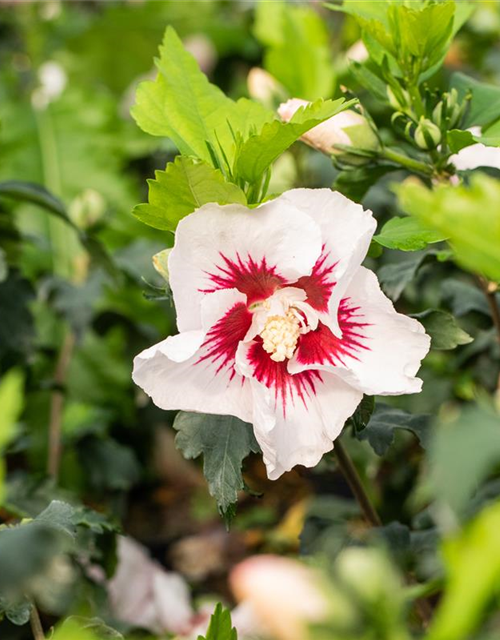 Hibiscus syriacus 'Helene'