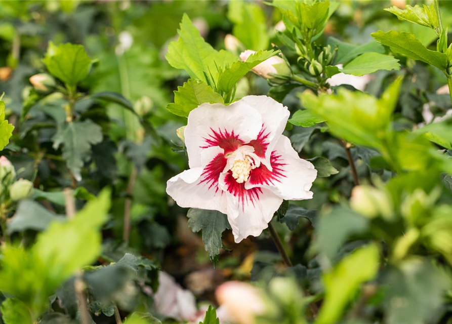 Hibiscus syriacus 'Helene'