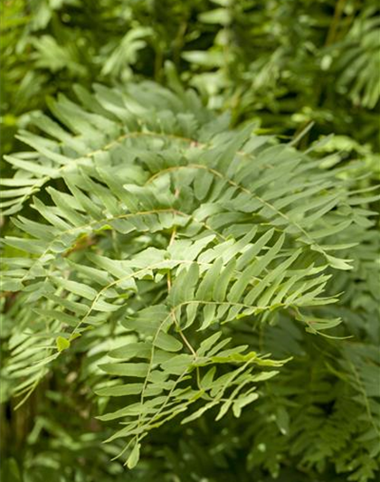 Osmunda regalis