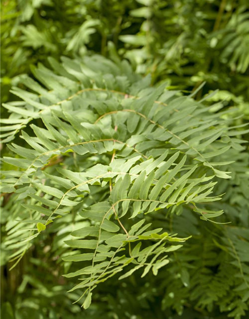 Osmunda regalis