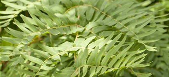 Osmunda regalis