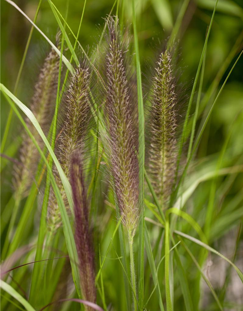 Pennisetum alopecuroides var. viridescens